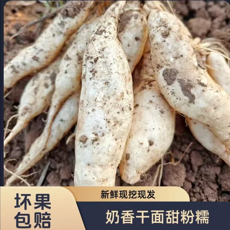 【宝宝辅食】巴马长寿之乡新鲜现挖白心薯粉糯香甜坏果包赔农家红薯