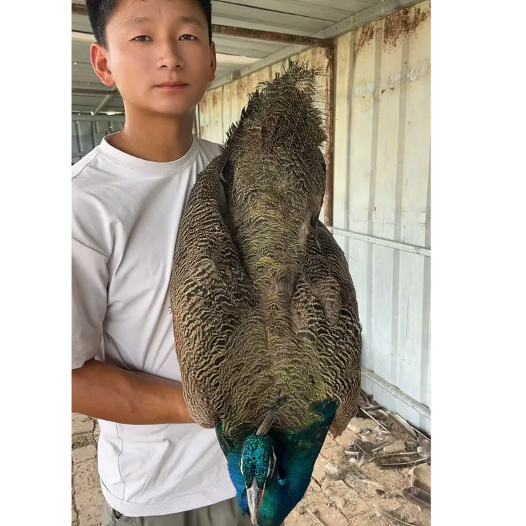宠物观赏长尾孔雀