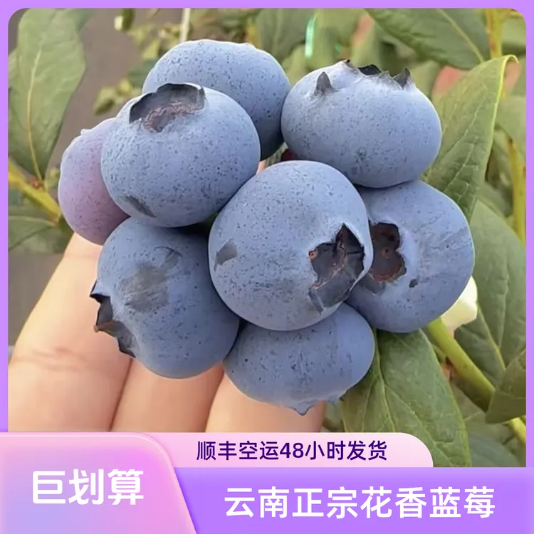 【顺丰空运】正宗云南25花香脆甜蓝莓