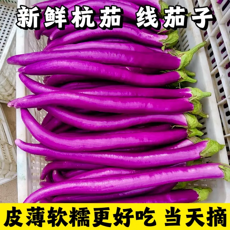 现摘新鲜线茄紫色长茄杭茄蔬菜当季新鲜蔬菜长茄子茄子新鲜