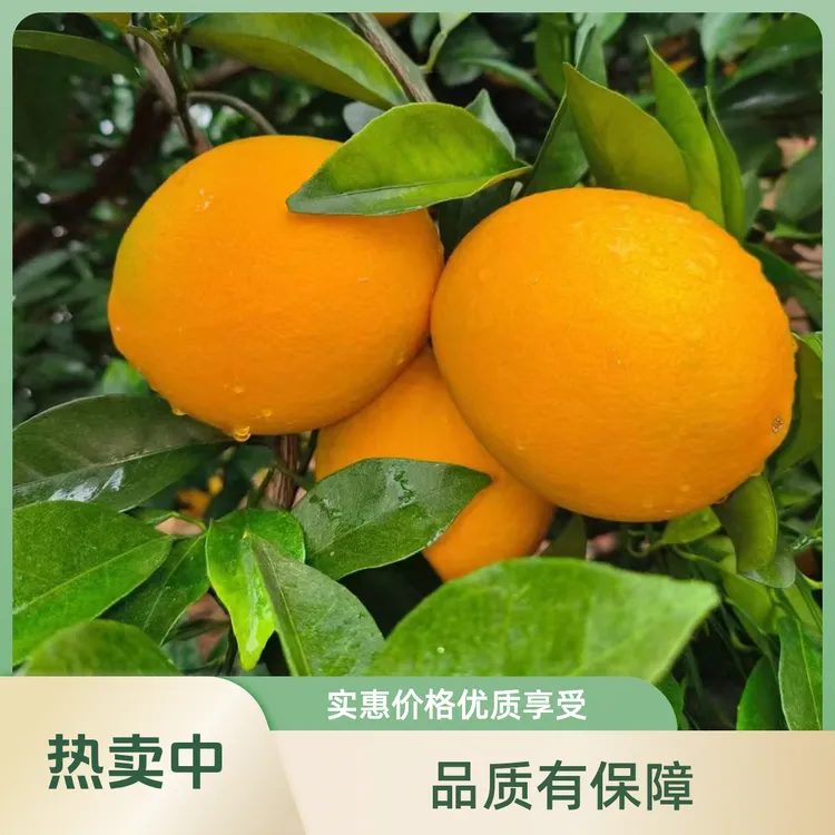 精品优选正宗赣南脐橙彩箱现采现摘寻乌应季水果产地直发新鲜脐橙