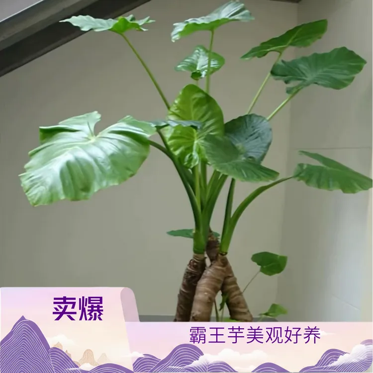 滴水观音霸王芋室内盆栽吸除甲醛四季绿色净化空气植物