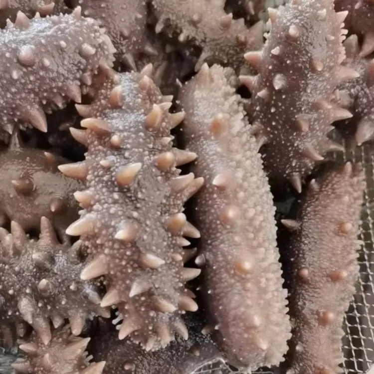 鲜食海参渤海湾刺参营养丰富500g