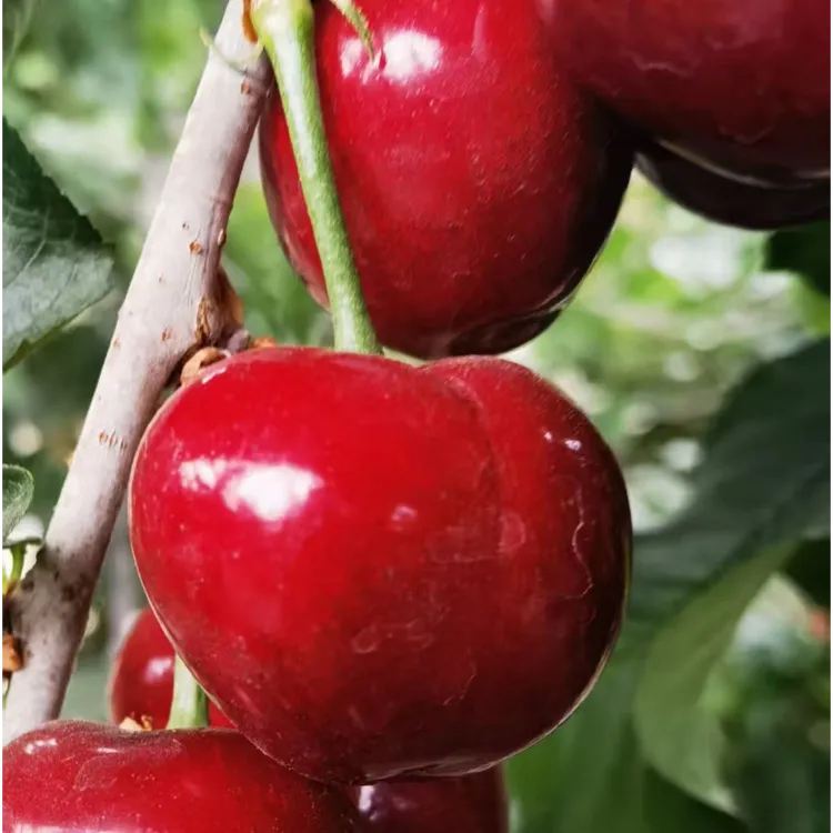 国内大樱桃J-3J级新上市鲜果现摘现发空运内附果径卡