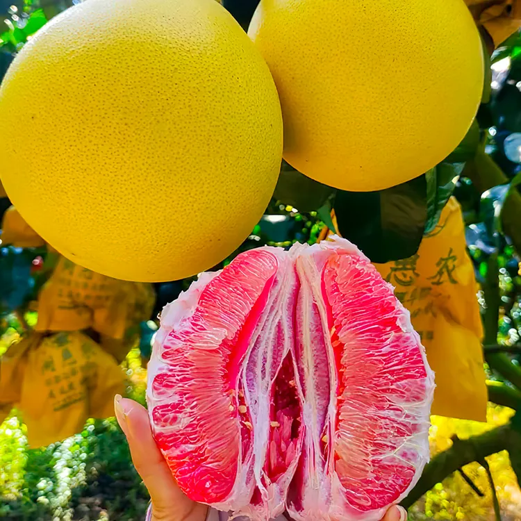 嫁接福建平和红心柚子红肉蜜柚树苗红心柚子红肉柚子果树苗嫁接苗