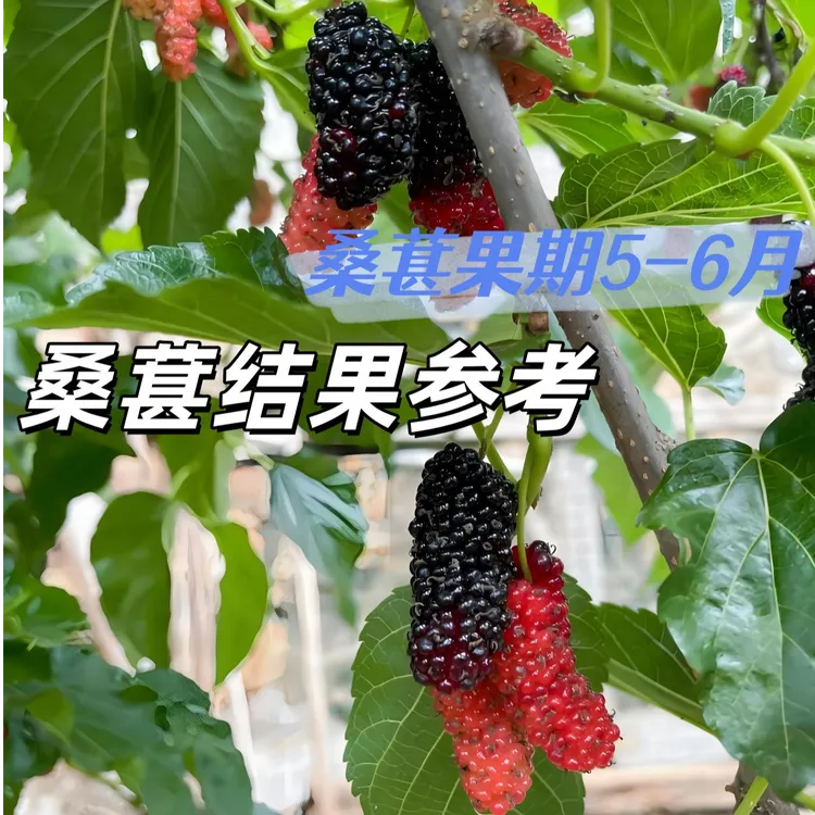 桑葚树苗果树苗桑树苗盆栽地栽长果桑苗嫁接树苗当年结果桑葚树苗