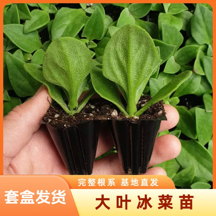 山东寿光水晶冰菜大苗自带冰晶四季可种阳台盆栽蔬菜苗