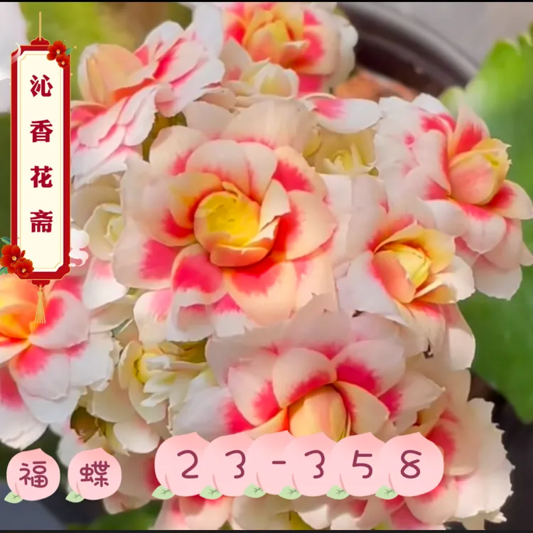 【福蝶长寿花】重瓣大花带花苞发货粉色带花边好养喜光照庭院阳台