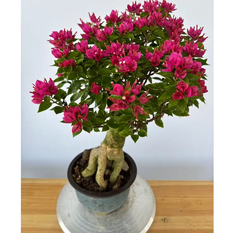 小桃红三角梅盆栽带花苞四季开花耐寒植物室内外阳台庭院种植