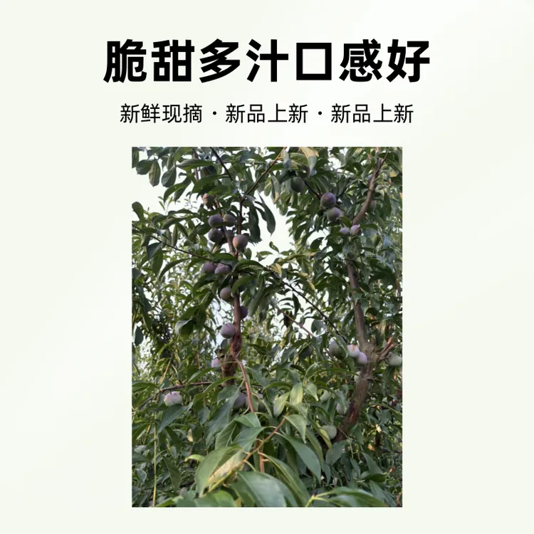 四川正宗半边红脱骨李新鲜现摘脆甜多汁当季李子水果