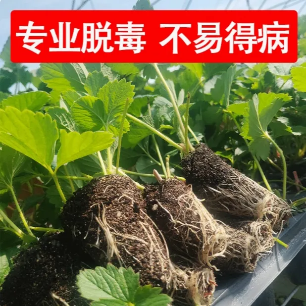 四季结果盆栽地栽苗阳台庭院种植当年结果