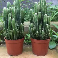 万重山仙人掌桌面绿植多肉植物盆栽防辐射阳台四季好养易活仙人球