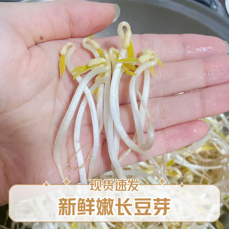 原生态0激素豆芽5斤新鲜长嫩豆芽夏季特色菜可生吃高品质水果豆芽