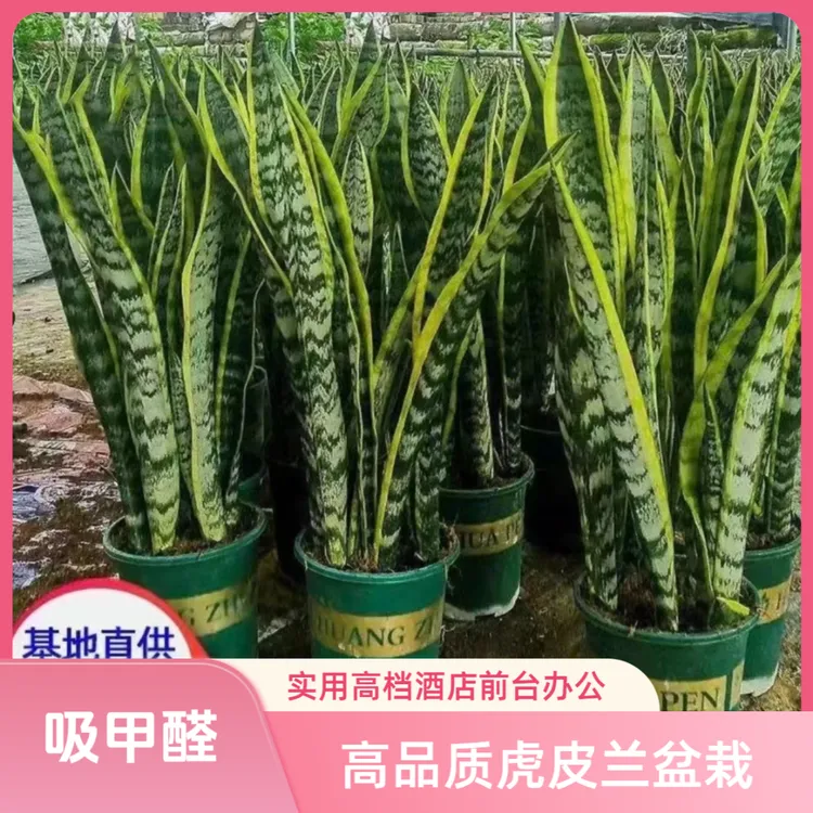 优质金边虎皮兰新房吸甲醛净化空气防辐射室内花卉绿植盆栽虎尾兰