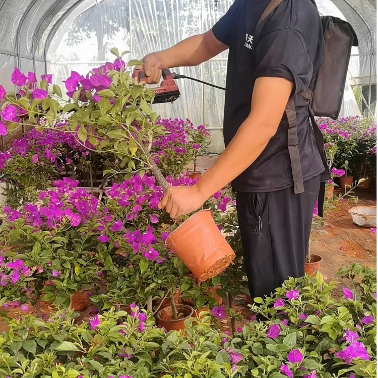 【修剪发货不带花】三角梅原盆土发货爬藤爬墙云南紫安格斯四季开花