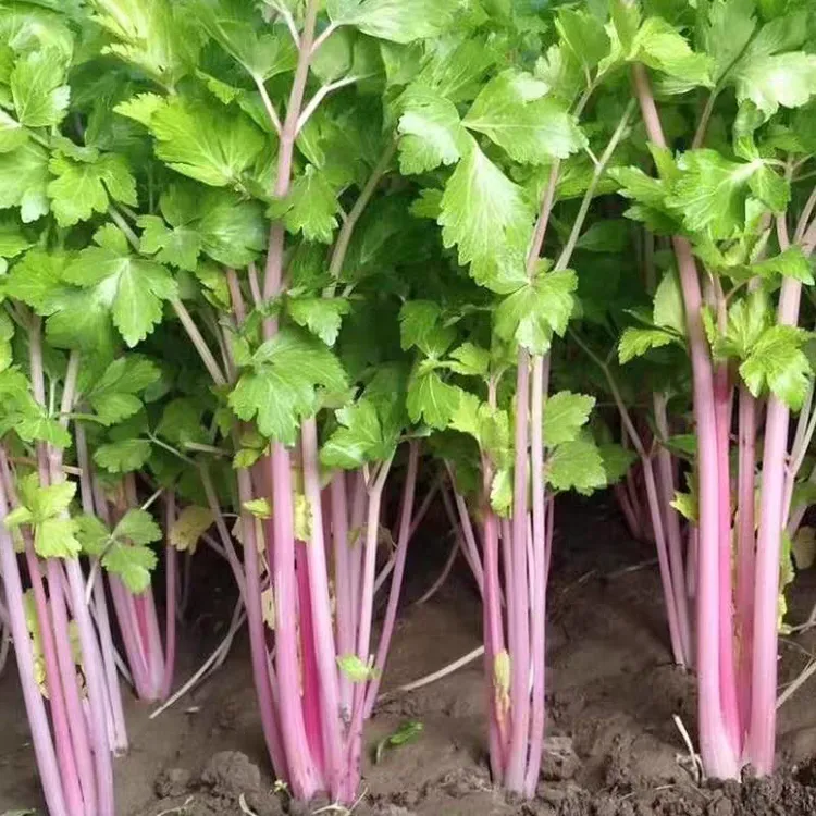 【水果红芹香芹种子】耐热耐寒紫色芹菜籽盆栽蔬菜阳台家庭细芹菜籽