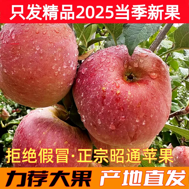 （现摘现发）正宗云南昭通苹果脆甜冰糖红富士高原丑苹果新鲜当季