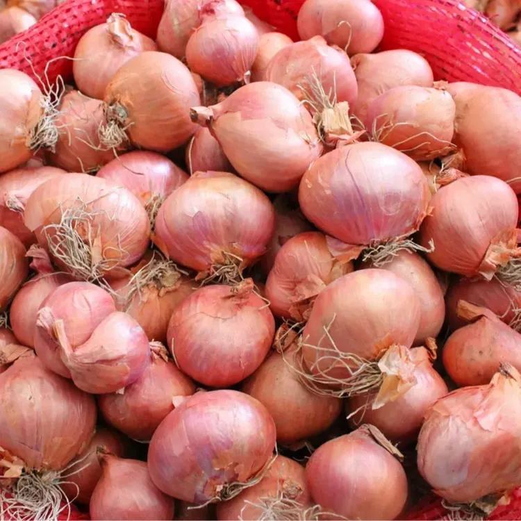 2025年东北五常小园毛葱上市2.5KG装【+-2两】