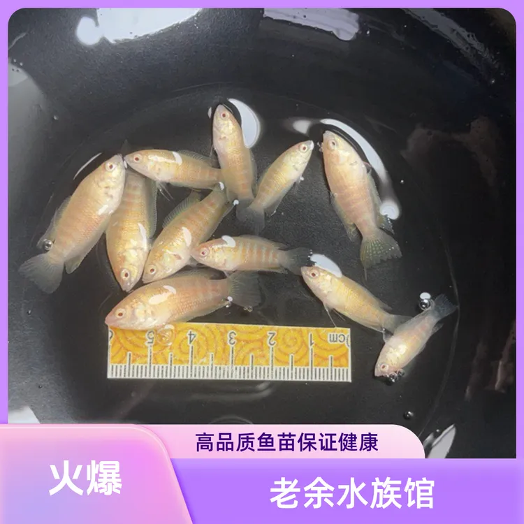 国斗鸿运白兔鱼苗免打氧好养灵活冷水免加温精品淡水客厅桌面观赏