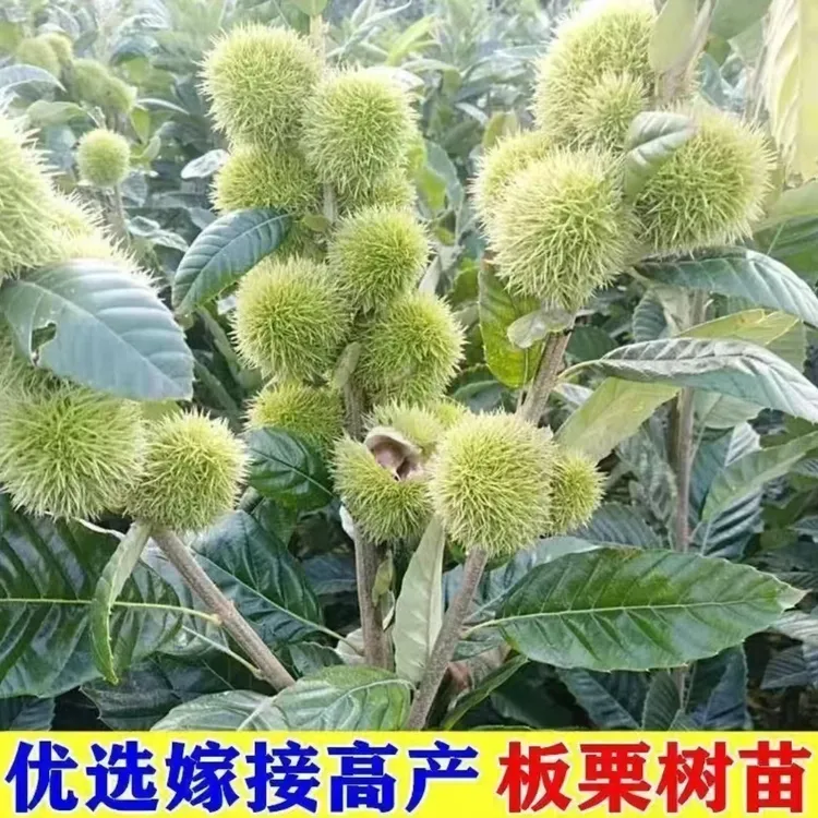 【嫁接板栗树苗】适合南北方种植