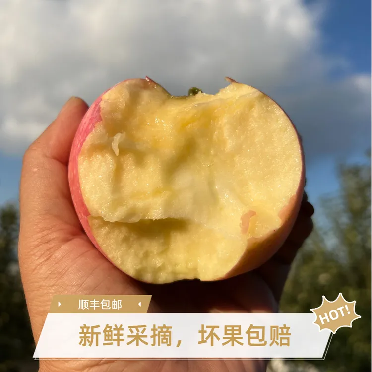【产地直发】当季苹果大连头茬苹果富士早富士当季产地坏果包赔苹果