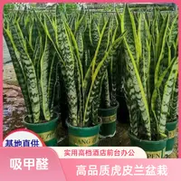 精品金边虎皮兰新房除甲醛高品质植物室内盆栽四季养不死的植物