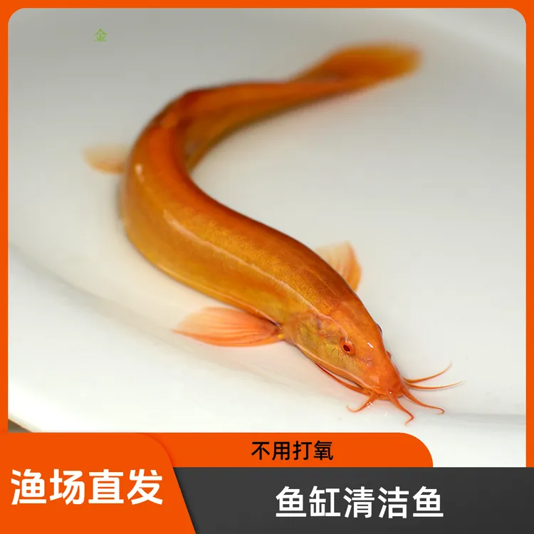 渝尔黄金鳅清道夫金龙鳅好养养活淡水鱼小金鱼耐活活体观赏鱼包邮
