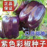 【满5单包邮】紫色甜椒种子生吃菜椒彩椒辣椒籽不辣甜脆盆栽春季夏