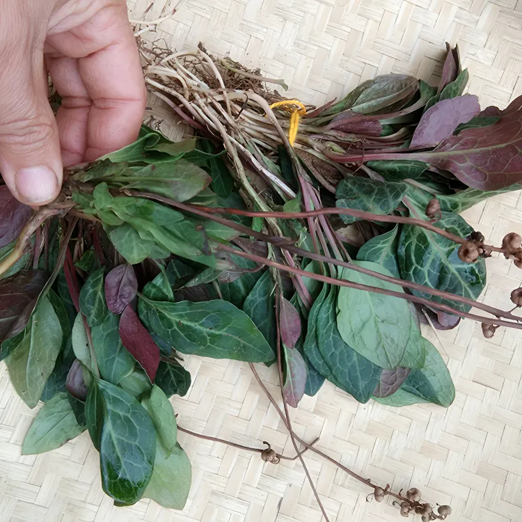 贵州山货新鲜肺心草泡茶熬水 肺形草紫背鹿含草鹿寿茶紫背金牛草