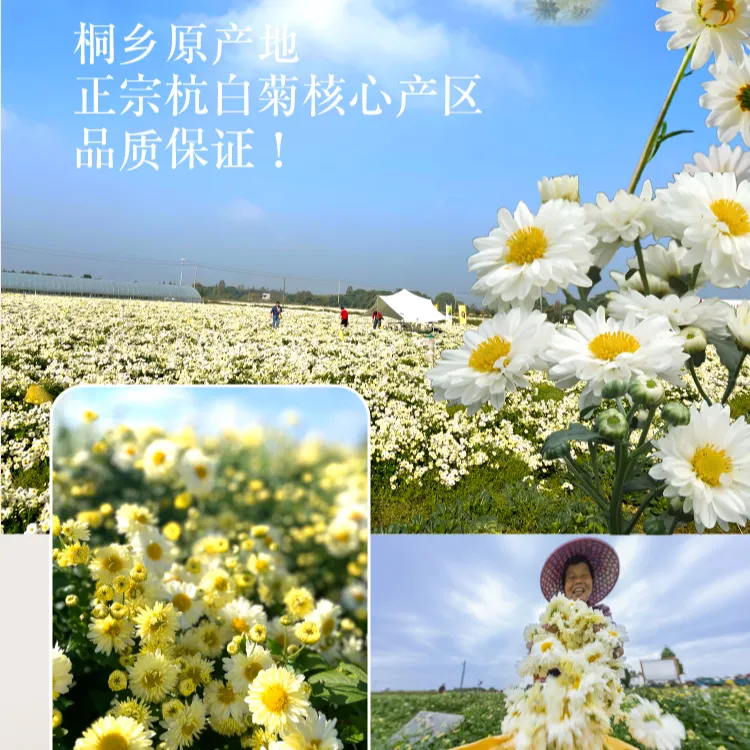 正宗桐乡特级杭白菊/胎菊绿色食品认证农产品地理标志