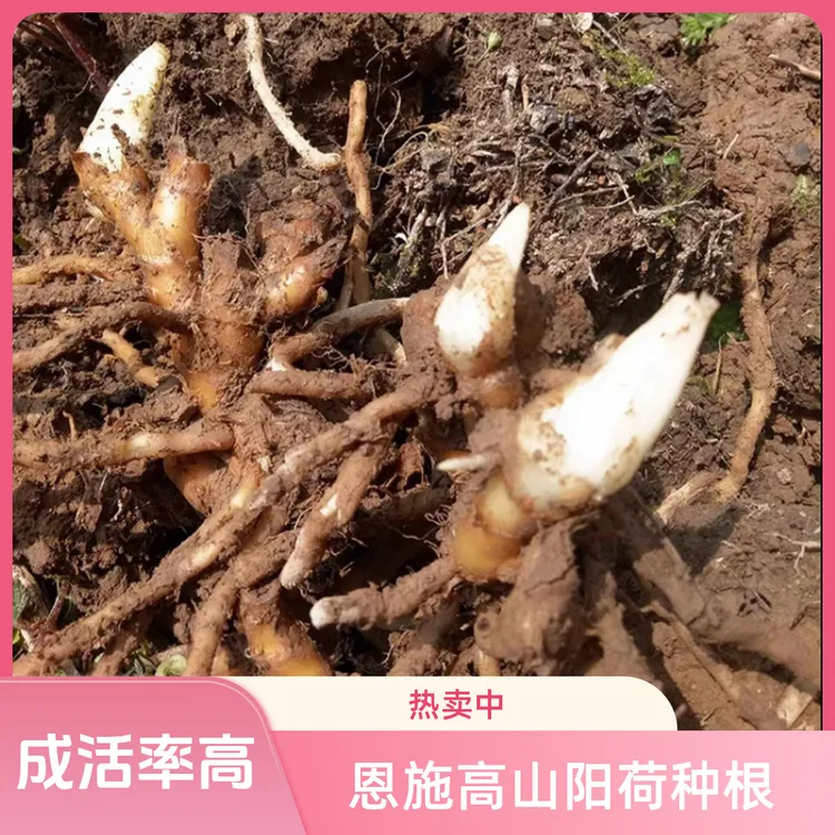 恩施高山阳荷种根洋河种根先挖现发适合阳台种植大面积种植