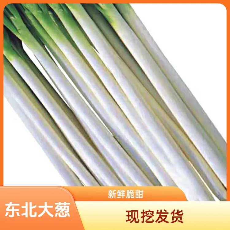 东北露天大葱农家自种优质本地大葱现挖现发包邮到家