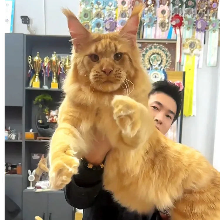 王的森林缅因猫舍通用全款连接【接小猫咨询客服】
