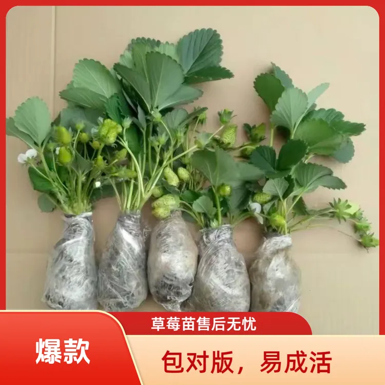 草莓苗草莓苗盆栽草莓种子四季可种阳台草莓苗种植苗基地批发直销