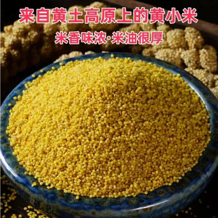 2025秋 陕北农家油小米 黄小米免淘洗 5斤10斤 编织袋、布袋装