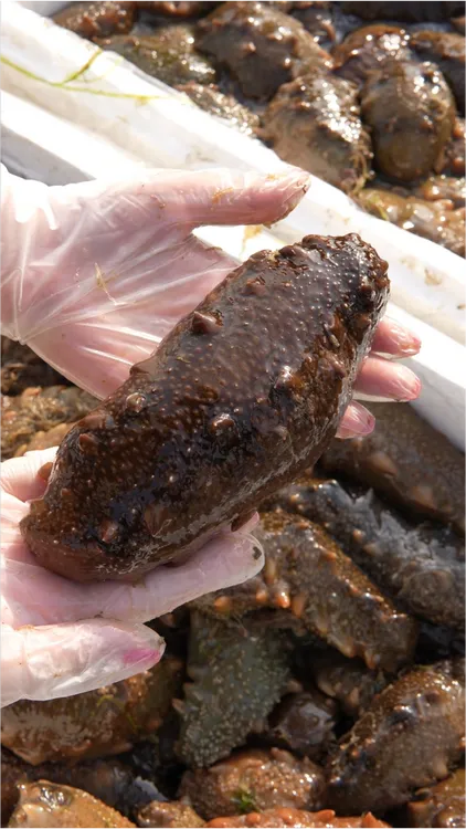 【10斤活海参】大连底播秋参现捞现煮 免费加工