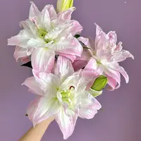 【两个老六】莲花之春重瓣百合 任意2单鲜花包邮 发货后不支持退款