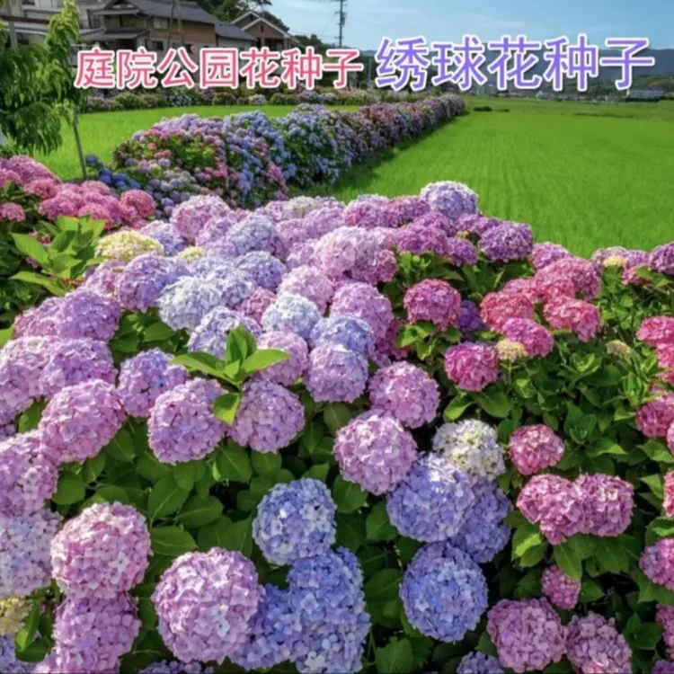 【绣球花种子】家庭阳台小院四季种植盆栽地栽易种易活
