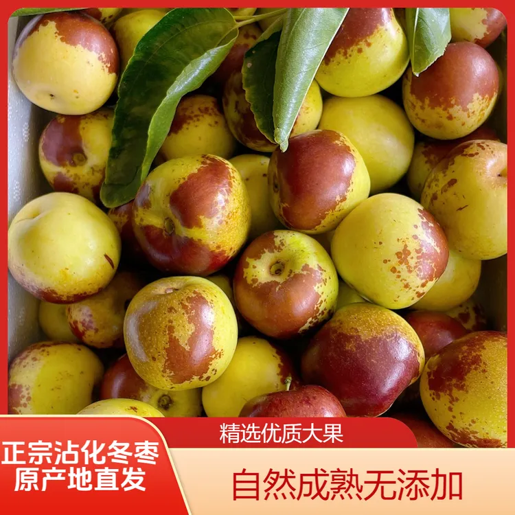 【枣园直发正宗沾化冬枣5】5斤精品冬枣新鲜大枣食用好吃冰糖冬枣