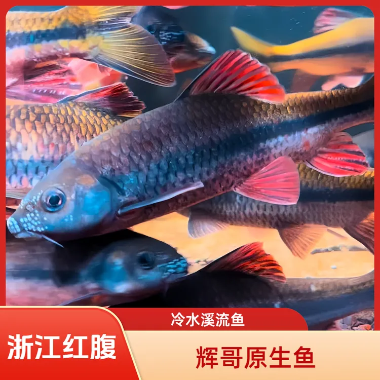 红腹溪石斑野采原生鱼冷水鱼小型观赏鱼活体发货