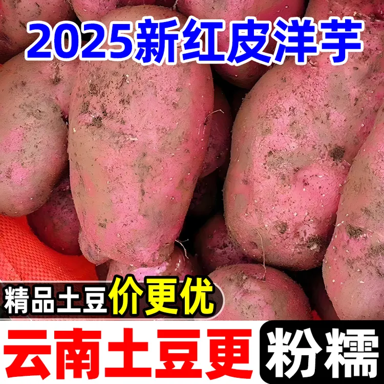 正宗云南红皮土豆粉糯新鲜蔬菜农家精选马铃薯高原种植黄心洋芋