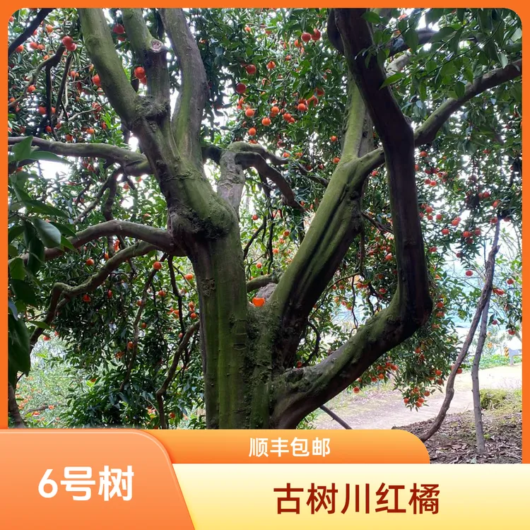 百年老树川红橘正宗古树大红袍红橘可做陈皮原料