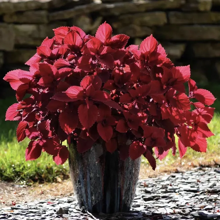 彩叶草盆栽五彩苏耐热耐晒好养适合庭院阳台的观叶花卉