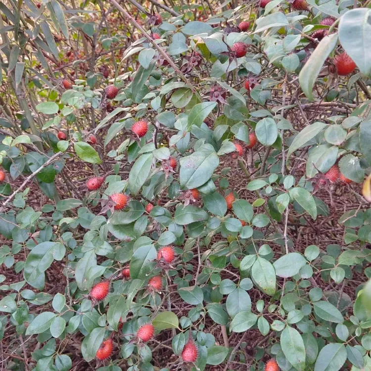 农村深山金樱子】干货刺梨自然晾晒无添加