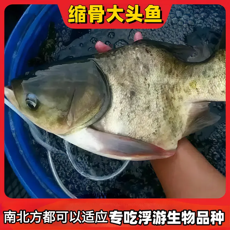 缩骨大头鱼 缩骨胖头鱼 缩骨鱼 缩骨花鲢