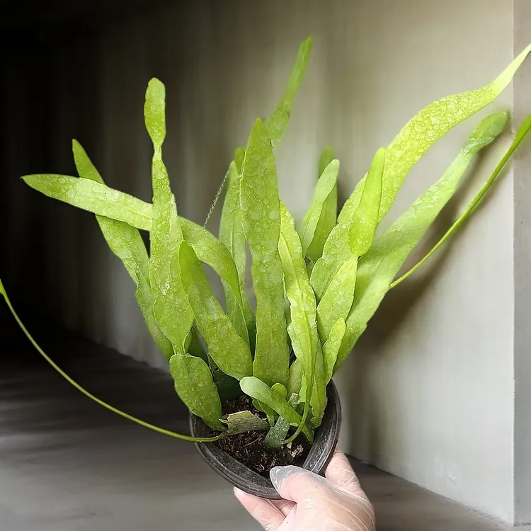 小叶昙花 20厘米高左右 四季常青净化空气开花浓香型植物鱼骨令箭