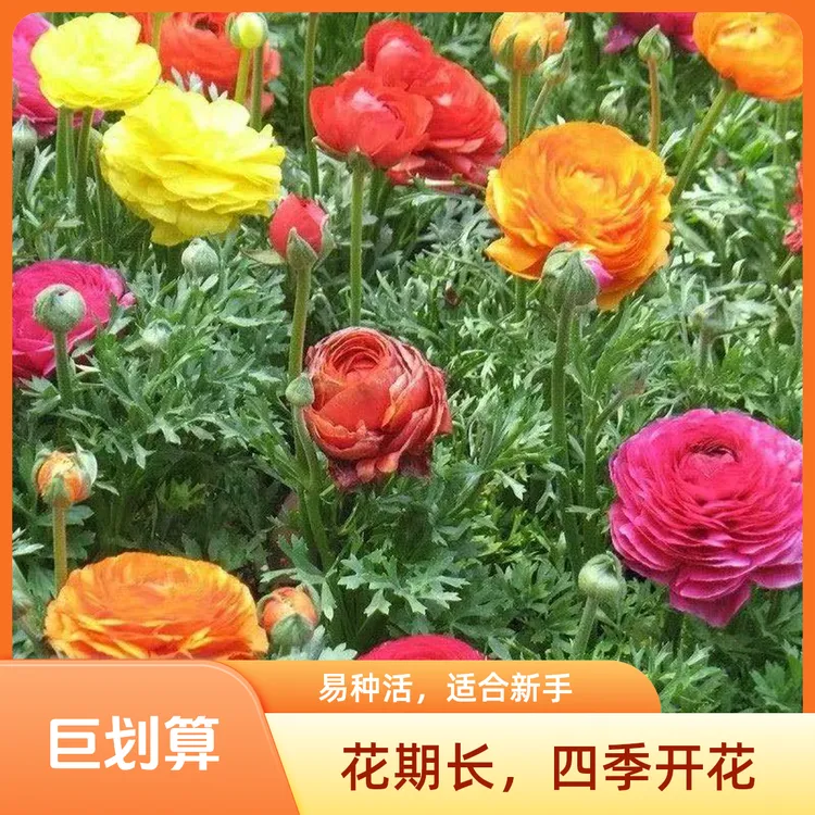 花毛茛重瓣带芽种球洋牡丹多年生庭院四季开花花卉
