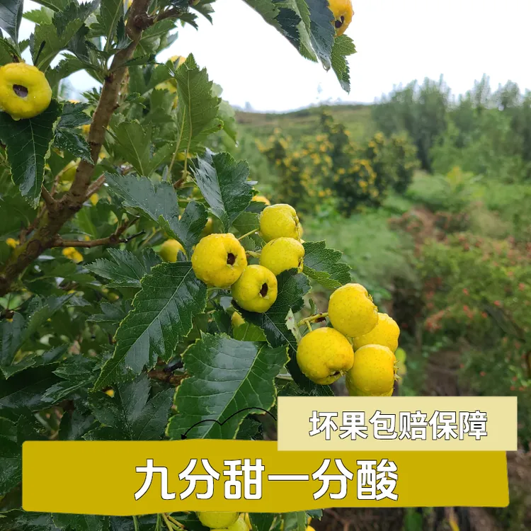 稀奇水果沂蒙山黄金如意黄甜山楂九分甜一分酸（试吃五颗）