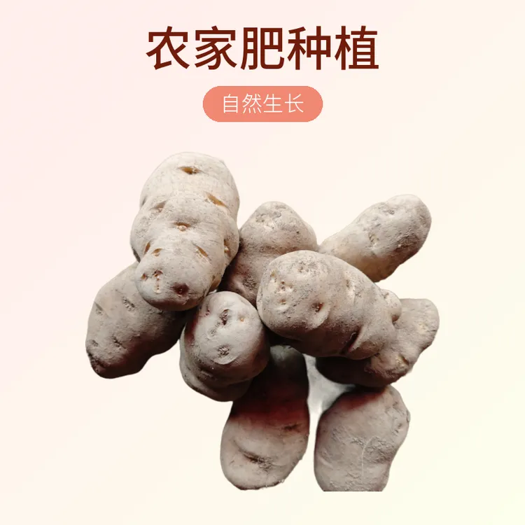 【米拉洋芋】农家肥种植自然生长万源老品种黄心土豆软糯面香