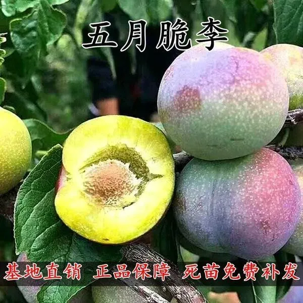 五月脆(又名早熟一点红)凤凰李四川眉山嫁接脱骨脆李子中华树苗